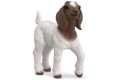 Thumbnail of boer-goat-kid_833415.jpg