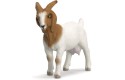 Thumbnail of boer-goat_809094.jpg