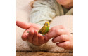 Thumbnail of schleich-budgie-14939_852796.jpg
