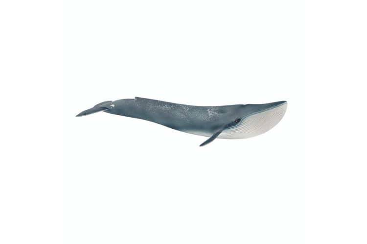 Blue whale 14806