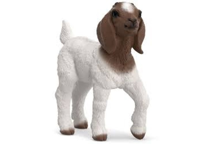 Boer Goat kid 14930