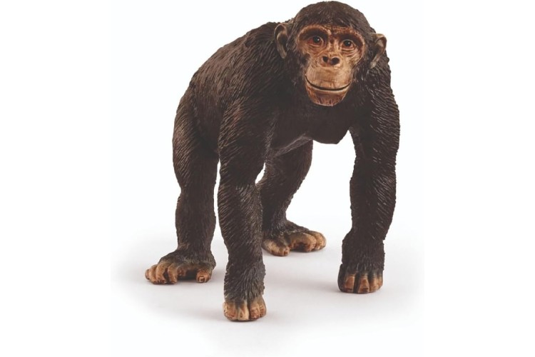 Chimpanzee 14883