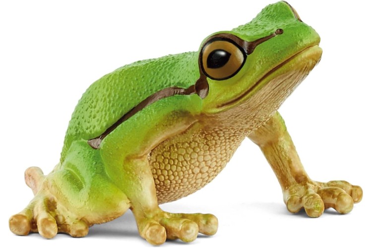 European Tree Frog 14882