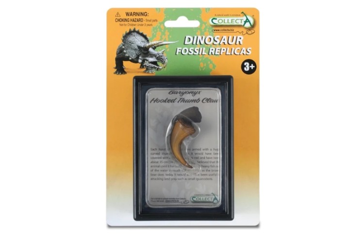 Hooked Thumb Claw Of Baryonyx in Display Case