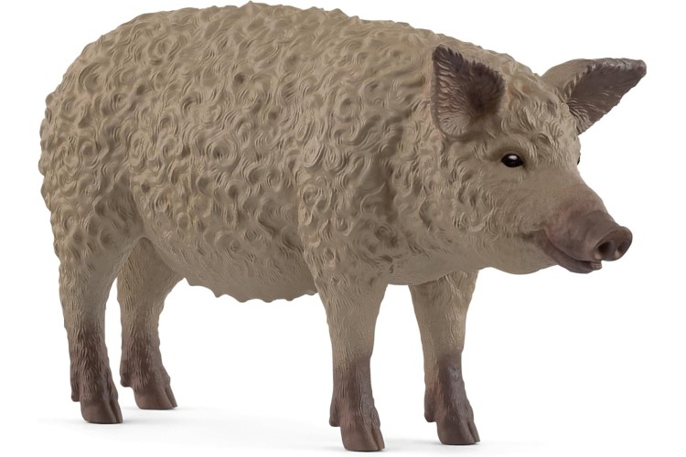 Mangalica Pig 14892