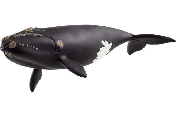 North Atlantic Right Whale 14878