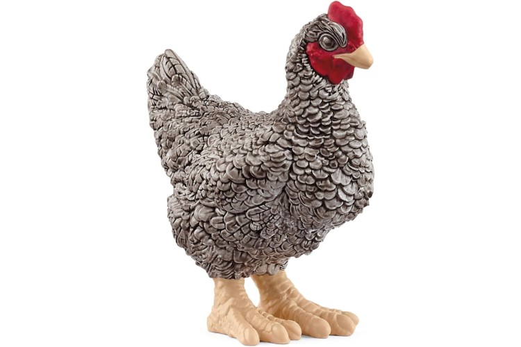Plymouth Rock Chicken 13997