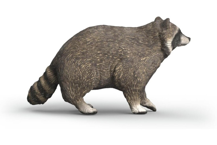 Racoon 14937