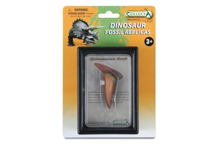 Spinosaurus Tooth In Display Case