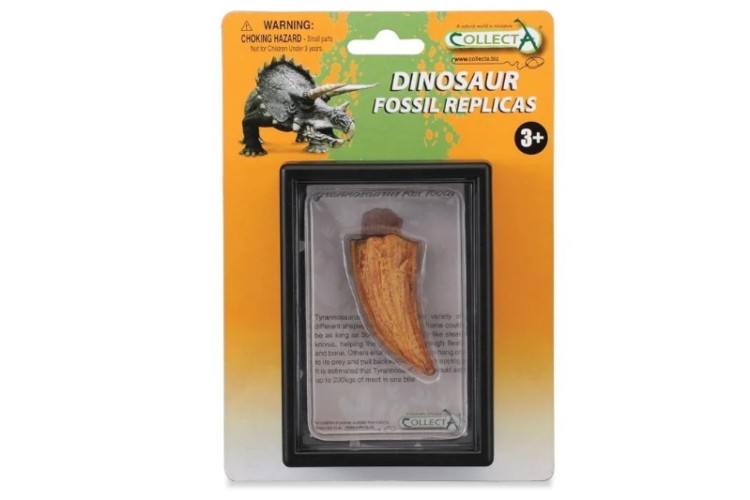 T-Rex Side Tooth In Display Case