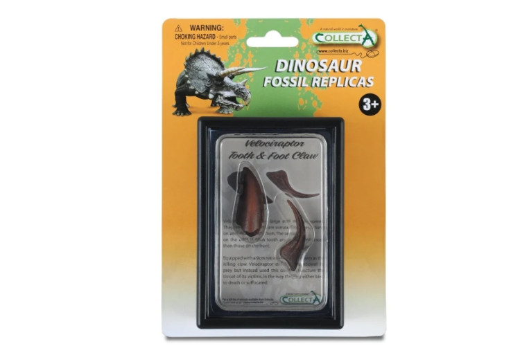 Tooth & Foot Claw Of Velociraptor In Display Case