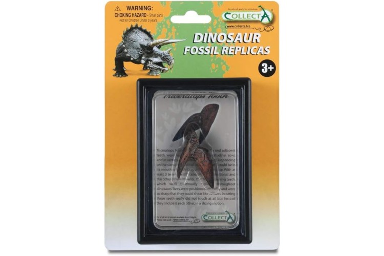 Triceratops Tooth In Display Case