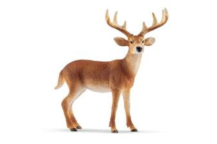 White Tailed Buck By Schleich