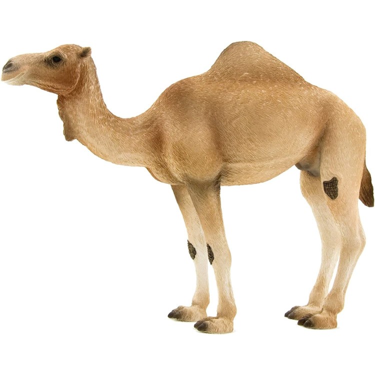 387113 Arabian Camel By Mojo