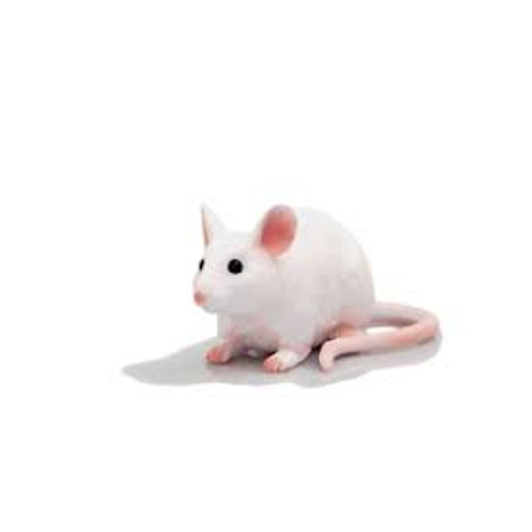 Mouse 387235