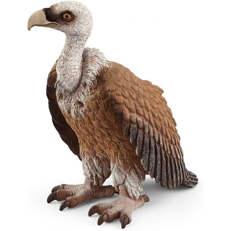 Griffon Vulture Wildlife 14847