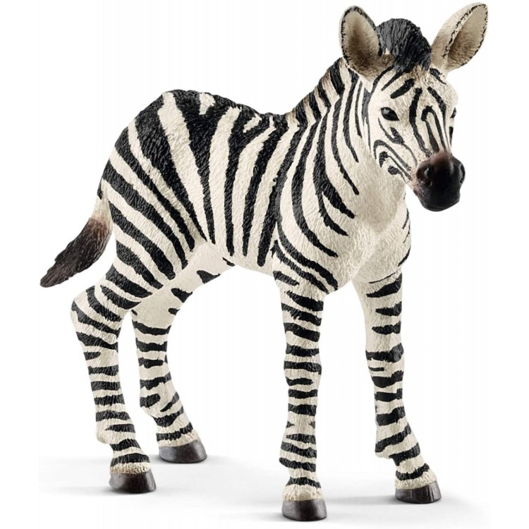 Zebra Foal Wild Life 14811